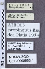Etiketten zu Athous propinquus (NHMW-ZOO-COL-0008553)